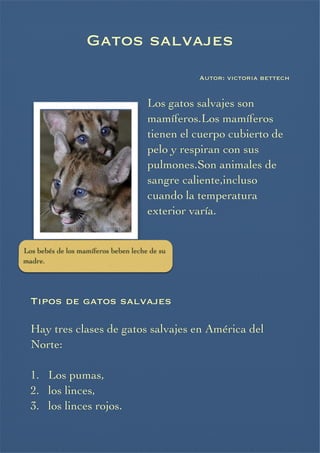 Gatos salvajes

Autor: victoria bettech



Los gatos salvajes son
mamíferos.Los mamíferos
tienen el cuerpo cubierto de
pelo y respiran con sus
pulmones.Son animales de
sangre caliente,incluso
cuando la temperatura
exterior varía.


Los bebés de los mamíferos beben leche de su
madre.






Tipos de gatos salvajes



Hay tres clases de gatos salvajes en América del
Norte:


1. Los pumas,
2. los linces,
3. los linces rojos.

 