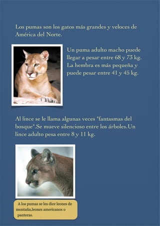 Los pumas son los gatos más grandes y veloces de
América del Norte.


Un puma adulto macho puede
llegar a pesar entre 68 y 73 kg.
La hembra es más pequeña y
puede pesar entre 41 y 45 kg. 






Al lince se le llama algunas veces "fantasmas del
bosque".Se mueve silencioso entre los árboles.Un 
lince adulto pesa entre 8 y 11 kg.








A los pumas se les dice leones de
montaña,leones americanos o
panteras.




 