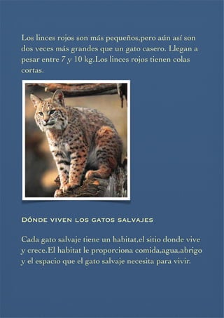 Los linces rojos son más pequeños,pero aún así son
dos veces más grandes que un gato casero. Llegan a
pesar entre 7 y 10 kg.Los linces rojos tienen colas
cortas.














Dónde viven los gatos salvajes



Cada gato salvaje tiene un habitat,el sitio donde vive
y crece.El habitat le proporciona comida,agua,abrigo
y el espacio que el gato salvaje necesita para vivir.




 