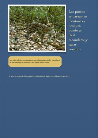 Los pumas
se pasean en
montañas y
bosques
donde es
fácil
esconderse y
cazar
venados.

Los gatos salvajes viven en áreas con arbustos para poder esconderse
de sus enemigos y acercarse a sus presas sin ser vistos.








Fuente:Hogde,Deborah(1996).Gatos Salvajes.Mexico:Autrey.

 