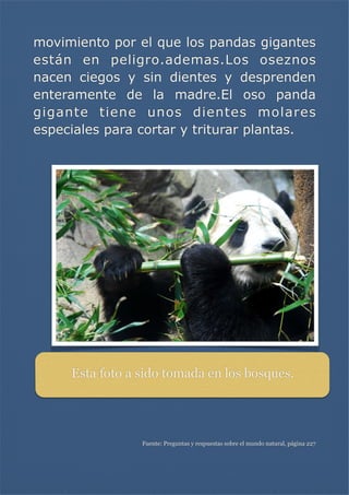 movimiento por el que los pandas gigantes
están en peligro.ademas.Los oseznos
nacen ciegos y sin dientes y desprenden
enteramente de la madre.El oso panda
gigante tiene unos dientes molares
especiales para cortar y triturar plantas.

Esta foto a sido tomada en los bosques.


Fuente: Preguntas y respuestas sobre el mundo natural, página 227

 