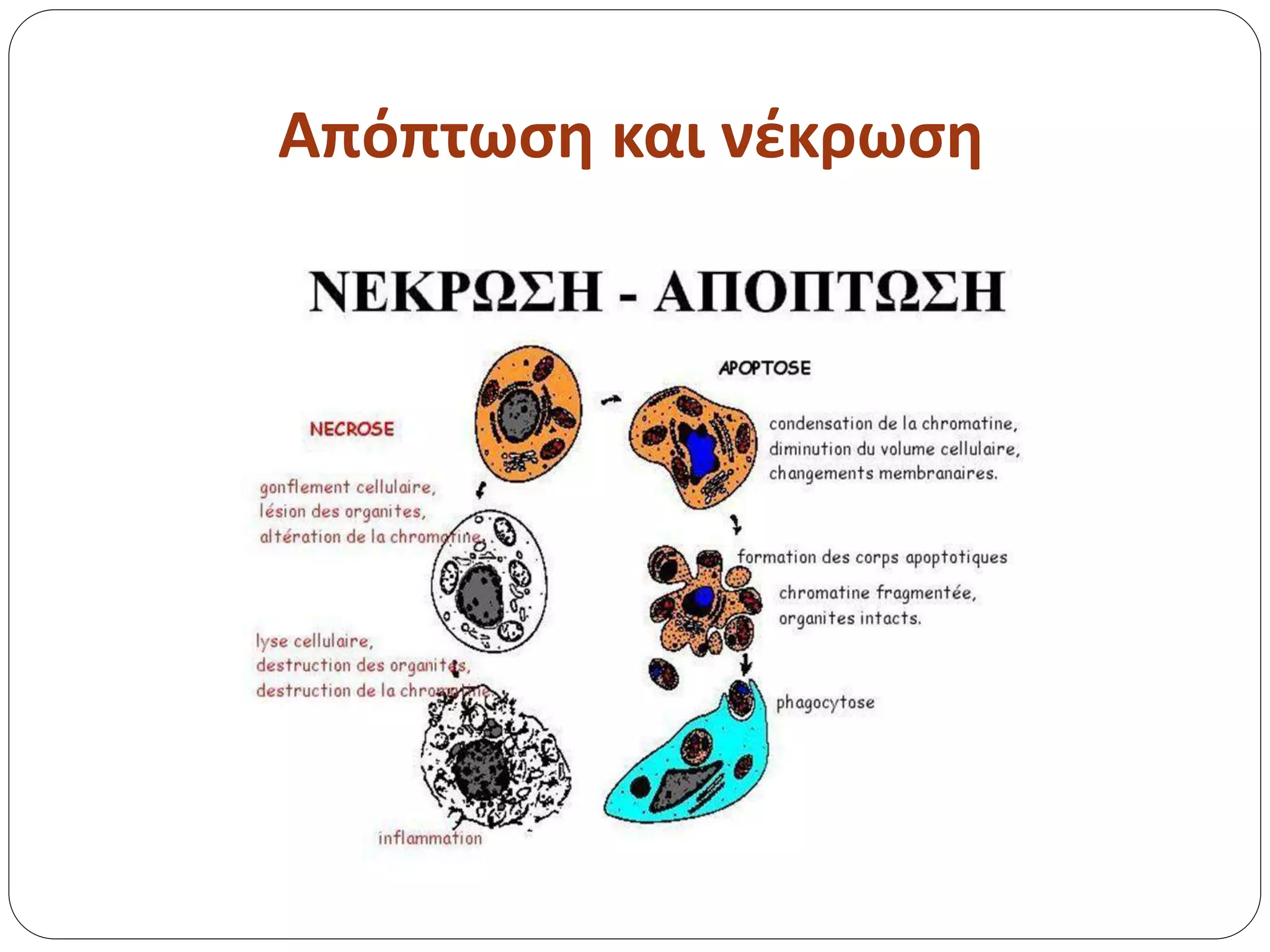 Απόπτωση και νέκρωση
 