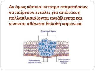 Αν όμως κάποια κύτταρα σταματήσουν
να παίρνουν εντολές για απόπτωση
πολλαπλασιάζονται ανεξέλεγκτα και
γίνονται αθάνατα δηλαδή καρκινικά
 