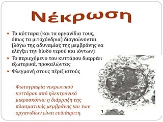  Τα κύτταρα (και τα οργανίδια τους,
όπως τα μιτοχόνδρια) διογκώνονται
(λόγω της αδυναμίας της μεμβράνης να
ελέγξει την δίοδο νερού και ιόντων)
 Το περιεχόμενο του κυττάρου διαρρέει
εξωτερικά, προκαλώντας
 Φλεγμονή στους πέριξ ιστούς
Φωτογραφία νεκρωτικού
κυττάρου από ηλεκτρονικό
μικροσκόπιο: η διάρρηξη της
πλασματικής μεμβράνης και των
οργανιδίων είναι ευδιάκριτη.
 