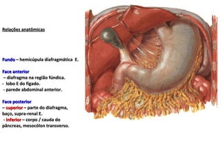 Relações anatômicas Fundo  – hemicúpula diafragmática  E. Face anterior  – diafragma na região fúndica. -  lobo E do fígado.  - parede abdominal anterior. Face posterior   –  superior  – parte do diafragma, baço, supra-renal E.  -  inferior  – corpo / cauda do pâncreas, mesocólon transverso. 