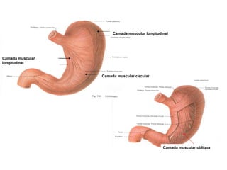 Camada muscular longitudinal Camada muscular circular Camada muscular longitudinal Camada muscular obliqua 