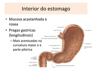 Interior do estomago Mucosa acastanhada e rosea P regas gastricas (longitudinais) M ais acentuadas na curvatura maior e e parte pilorica 