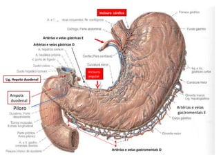 Piloro Incisura  angular A mpola duodenal Artérias e veias gastromentais D  Artérias e veias gástricas E  Artérias e veias gastromentais E Incisura  cárdica Lig. Hepato duodenal Artérias e veias gástricas D 