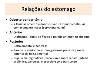 R elações do estomago C oberto por peritônio  2 laminas omento menor (curvatura menor) contínuas com o omento maior (curvatura maior) A nterior Diafragma, lobo E do fígado e parede anterior do abdome Posterior B olsa omental e pâncreas Parede posterior do estomago forma parte da parede anterior da bolsa omental C upula diafragmática E, baco, rim e supra renal E, artéria esplênica, pâncreas, mesocolo e colo transverso 