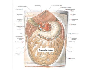 Omento maior 