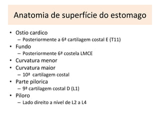 A natomia de superfície do estomago O stio cardico P osteriormente a 6 ª  cartilagem costal E (T11) Fundo Posteriormente 6 ª  costela LMCE Curvatura menor C urvatura maior 10 ª   cartilagem costal  P arte pilorica 9 ª  cartilagem costal D (L1) Piloro Lado direito a nível de L2 a L4 