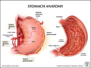 Artérias gástricas curtas Artéria gastromental Artéria gastromental Artéria gástrica D Artéria gástrica E 