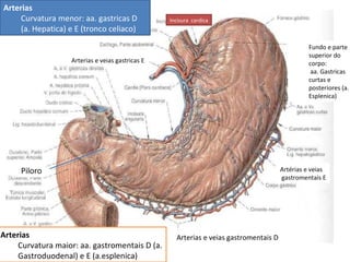 Piloro Arterias e veias gastromentais D  Arterias e veias gastricas E  Artérias e veias gastromentais E Incisura  cardica Arterias Curvatura maior: aa. gastromentais D (a.  G astroduodenal) e E (a.esplenica) Arterias C urvatura menor: aa. gastricas D (a.  H epatica) e E (tronco celiaco) Fundo e parte superior do corpo: aa.  G astricas curtas e posteriores (a.  E splenica) 