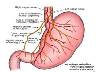 Inervação parassimpática T ronco vagais posterior e anterior e seus ramos 
