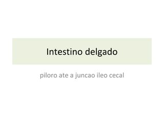 Intestino delgado piloro ate a juncao ileo cecal 