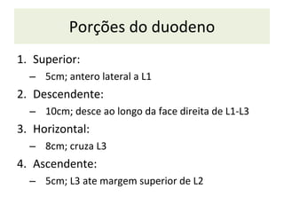 Porções do duodeno Superior:  5cm; antero lateral a L1 Descendente:  10cm; desce ao longo da face direita de L1-L3 Horizontal:  8cm; cruza L3 A scendente:  5cm; L3 ate margem superior de L2 