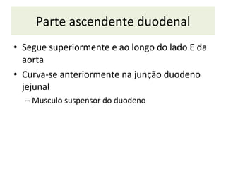 Parte ascendente duodenal S egue superiormente e ao longo do lado E da aorta C urva-se anteriormente na junção duodeno jejunal M usculo suspensor do duodeno 