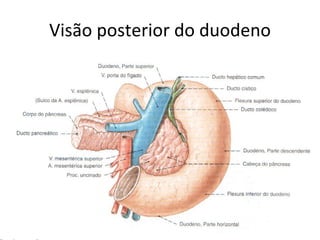 Visão posterior do duodeno 