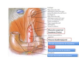 F lexura duodenojejunal Musculo suspensor  D uodeno (Treitz) Porção descendente do duodeno Jejuno Porção horizontal do duodeno Porção ascendente do duodeno 
