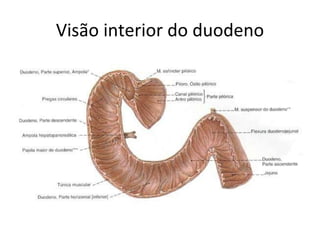 Visão interior do duodeno 