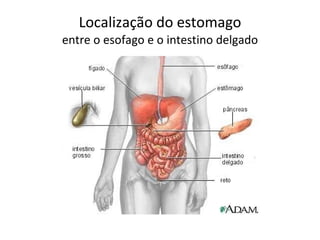 Localização do estomago entre o esofago e o intestino delgado 