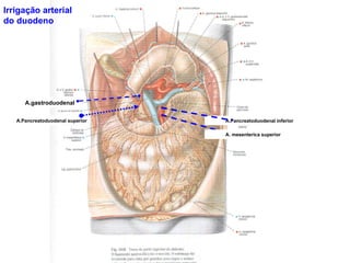 A .gastroduodenal A .Pancreatoduodenal superior A .Pancreatoduodenal inferior A.  mesenterica superior Irrigação arterial do duodeno 