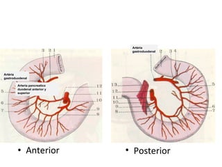 Anterior Posterior Artéria  gastroduodenal Artéria  gastroduodenal Arteria pancreatico duodenal anterior y superior 