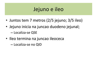 Jejuno e ileo Juntos tem 7 metros (2/5 jejuno; 3/5 ileo) Jejuno inicia na juncao duodeno jejunal;  Localiza-se QSE Ileo termina na juncao ileoceca Localiza-se no QID 