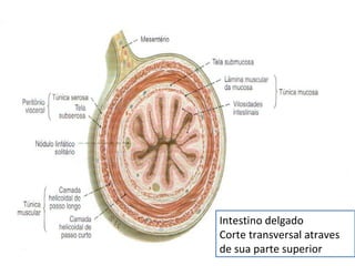 Intestino delgado Corte transversal atraves de sua parte superior 