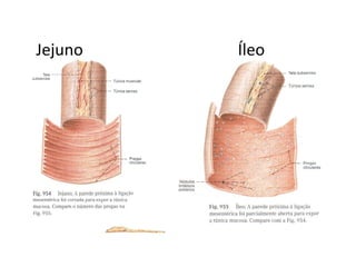 Jejuno Íleo 
