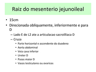 Raiz do mesenterio jejunoileal 15cm D irecionada obliquamente, inferiormente e para D L ado E de L2 ate a articulacao sacroilliaca D C ruza  P arte horizontal e ascendente do duodeno A orta abdominal V eia cava inferior U reter D P soas maior D V asos testiculares ou ovaricos 