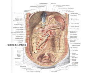 Raiz do mesenterio 