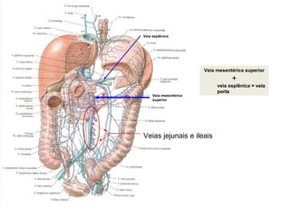 Veias jejunais e ileais V eia mesentérica superior   + veia esplênica =  veia porta V eia mesentérica superior V eia esplênica 