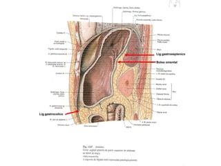 Lig.gastroesplenico Lig.gastrocolico Bolsa omental 