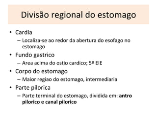 Divisão regional do estomago Cardia Localiza-se ao redor da abertura do esofago no estomago F undo gastrico A rea acima do ostio cardico; 5 º  EIE C orpo do estomago M aior regiao do estomago, intermediaria P arte pilorica P arte terminal do estomago, dividida em:  antro pilorico e canal pilorico 