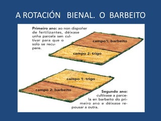 A ROTACIÓN BIENAL. O BARBEITO
 
