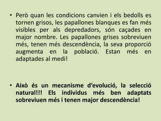 • Però quan les condicions canvien i els bedolls es
  tornen grisos, les papallones blanques es fan més
  visibles per als depredadors, són caçades en
  major nombre. Les papallones grises sobreviuen
  més, tenen més descendència, la seva proporció
  augmenta en la població. Estan més en
  adaptades al medi!


• Això és un mecanisme d’evolució, la selecció
  natural!!! Els individus més ben adaptats
  sobreviuen més i tenen major descendència!
 