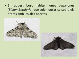 • En aquest bosc habiten unes papallones
  (Biston Betularia) que solen posar-se sobre els
  arbres amb les ales obertes.
 