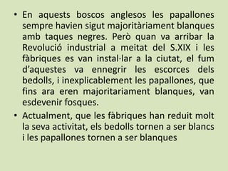 • En aquests boscos anglesos les papallones
  sempre havien sigut majoritàriament blanques
  amb taques negres. Però quan va arribar la
  Revolució industrial a meitat del S.XIX i les
  fàbriques es van instal·lar a la ciutat, el fum
  d’aquestes va ennegrir les escorces dels
  bedolls, i inexplicablement les papallones, que
  fins ara eren majoritariament blanques, van
  esdevenir fosques.
• Actualment, que les fàbriques han reduit molt
  la seva activitat, els bedolls tornen a ser blancs
  i les papallones tornen a ser blanques
 