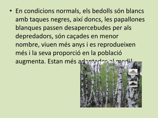 • En condicions normals, els bedolls són blancs
  amb taques negres, així doncs, les papallones
  blanques passen desapercebudes per als
  depredadors, són caçades en menor
  nombre, viuen més anys i es reprodueixen
  més i la seva proporció en la població
  augmenta. Estan més adaptades al medi!
 