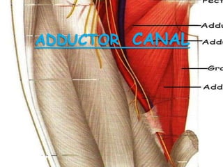 ADDUCTOR CANAL
 