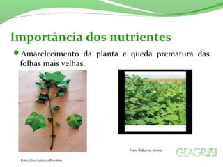 Importância dos nutrientes 
Amarelecimento da planta e queda prematura das 
folhas mais velhas. 
Foto: Ciro Antônio Rosolem 
Foto: Ridgway, Jimmy 
 