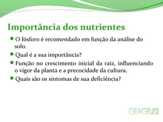Importância dos nutrientes 
O fósforo é recomendado em função da análise do 
solo. 
Qual é a sua importância? 
Função no crescimento inicial da raiz, influenciando 
o vigor da planta e a precocidade da cultura. 
Quais são os sintomas de sua deficiência? 
 