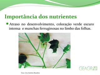 Importância dos nutrientes 
Atraso no desenvolvimento, coloração verde escuro 
intensa e manchas ferruginosas no limbo das folhas. 
Foto: Ciro Antônio Rosolem 
 