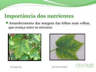 Importância dos nutrientes 
Amarelecimento das margens das folhas mais velhas, 
que avança entre as nervuras. 
Foto: Jasper, Jorg Foto: Simmes, Christine 
 