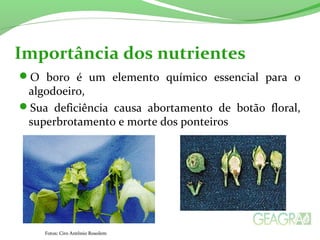 Importância dos nutrientes 
O boro é um elemento químico essencial para o 
algodoeiro, 
Sua deficiência causa abortamento de botão floral, 
superbrotamento e morte dos ponteiros 
Fotos: Ciro Antônio Rosolem 
 