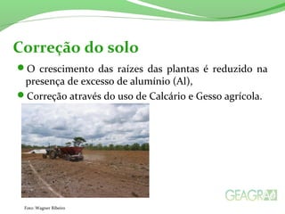 Correção do solo 
O crescimento das raízes das plantas é reduzido na 
presença de excesso de alumínio (Al), 
Correção através do uso de Calcário e Gesso agrícola. 
Foto: Wagner Ribeiro 
 