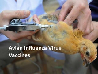 Avian Influenza Vaccination
 