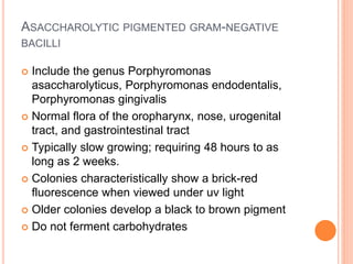 ASACCHAROLYTIC PIGMENTED GRAM-NEGATIVE
BACILLI
 Include the genus Porphyromonas
asaccharolyticus, Porphyromonas endodentalis,
Porphyromonas gingivalis
 Normal flora of the oropharynx, nose, urogenital
tract, and gastrointestinal tract
 Typically slow growing; requiring 48 hours to as
long as 2 weeks.
 Colonies characteristically show a brick-red
fluorescence when viewed under uv light
 Older colonies develop a black to brown pigment
 Do not ferment carbohydrates
 