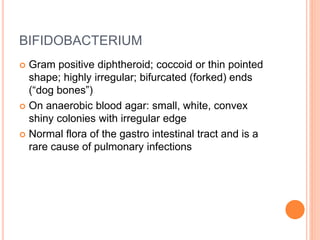 BIFIDOBACTERIUM
 Gram positive diphtheroid; coccoid or thin pointed
shape; highly irregular; bifurcated (forked) ends
(“dog bones”)
 On anaerobic blood agar: small, white, convex
shiny colonies with irregular edge
 Normal flora of the gastro intestinal tract and is a
rare cause of pulmonary infections
 
